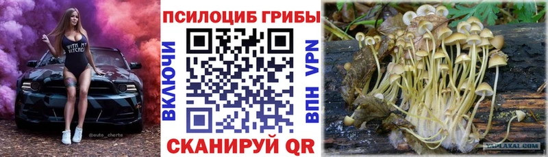 наркошоп  Кашира  Галлюциногенные грибы Psilocybine cubensis 